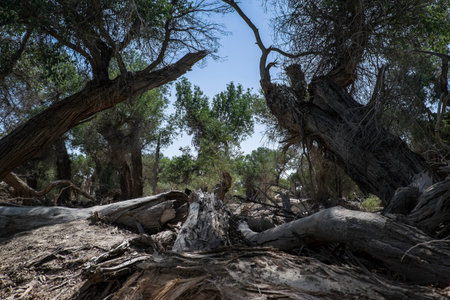 Xinjiang Crimean Populus euphratica forest