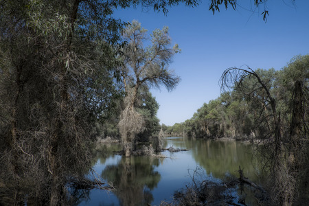 Xinjiang Crimean Populus euphratica forestの写真素材