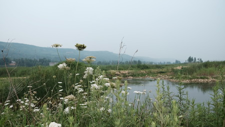 Wild flowersの写真素材