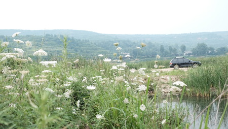 Wild flowersの写真素材