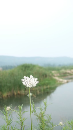 Wild flowersの写真素材