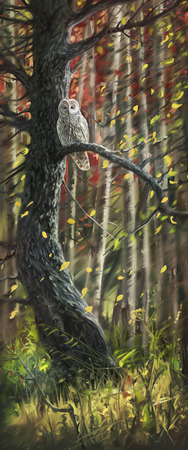 Owl in the autumn forestの写真素材