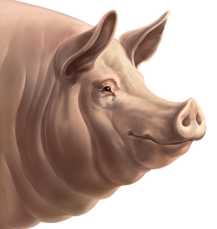 Illustration the head of pig on a white background. Isolated object.の写真素材