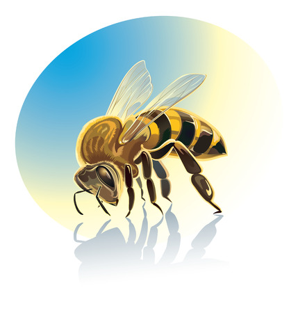 Bee illustration. Isolated objects.のイラスト素材