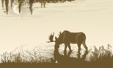 Elk in the drinking water. Night landscape.のイラスト素材