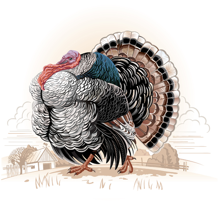 Turkey-cock in landscape. Vector illustration.のイラスト素材