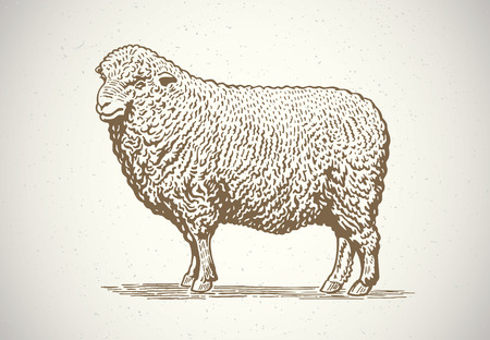 Sheep in graphic style. Drawing by hand. Vector illustration.のイラスト素材