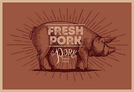 Graphical pig in vintage style, and inscription, hand-drawn Illustration.のイラスト素材