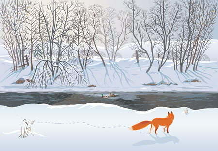 Fox in the winter forest hunting a duckのイラスト素材