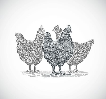 Group of three chickens, in graphic (engraved) style.のイラスト素材