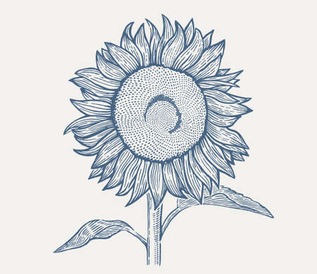 Illustration of a sunflower in an engraving styleのイラスト素材