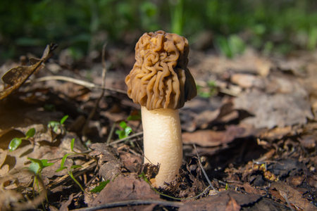 Mushroom morel, early spring mushroom growing in the forest.