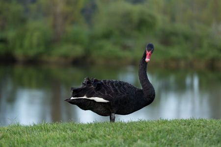Black Swanの写真素材