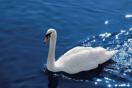 swan on water with reflection starsの写真素材
