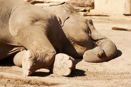 Sleeping elephantの写真素材