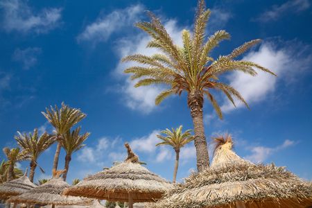 thatched sunshades and palm treesの写真素材