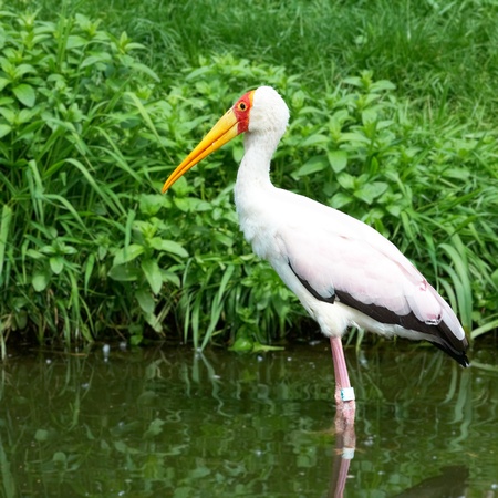 african bird yellow-billed stork (mycteria ibis)の写真素材
