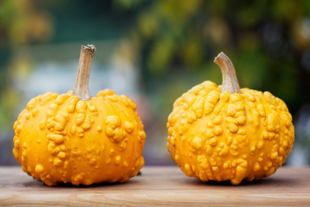 yellow pumpkins on wooden boardの写真素材