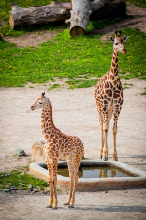 little giraffes in a zooの写真素材