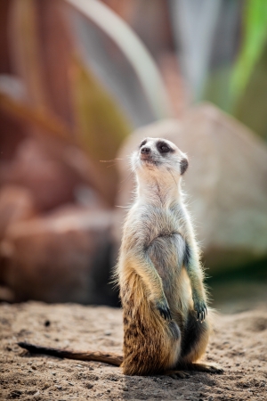 Suricata  meerkat  in a natural habitatの写真素材
