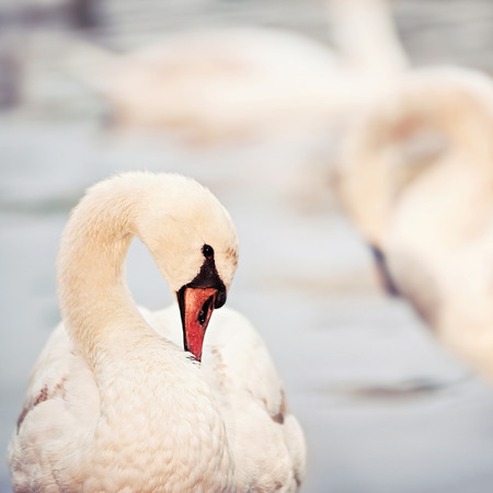 closeup side face portrait of  swan in a sunset lightの写真素材