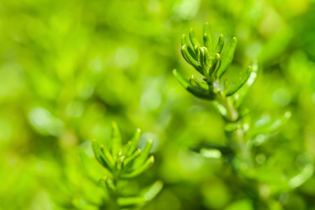 fresh green grass  background with shallow DoF