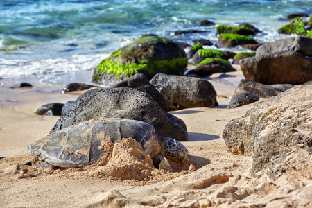 Beached giant green sea turtle (Chelonia mydas) on sand at Laniakea (Turtle) beach, North shore,...