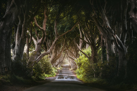 Morning sunlight in beech alley The Dark Hedges, County Antrim in Northern Ireland, UKの写真素材