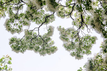 tree leavesの写真素材