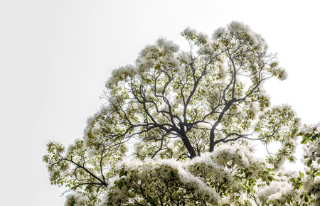 Old trees