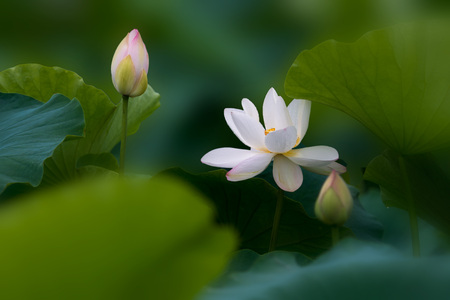White lotusの写真素材