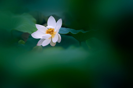 White lotusの写真素材