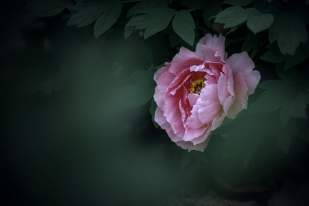 Peonyの写真素材