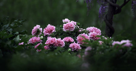 peony flowersの写真素材