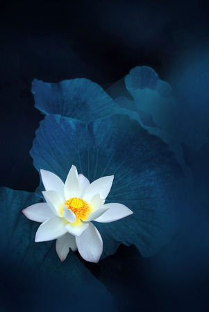 lotus flowerの写真素材