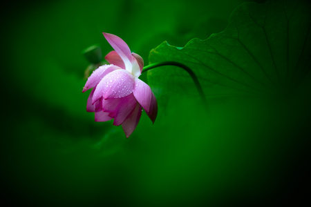 Lotusの写真素材