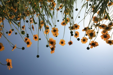 Beautiful Floral Borderのeditorial素材