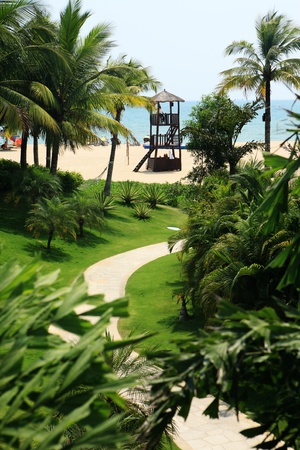 Green Leaf of Tropical Plant のeditorial素材