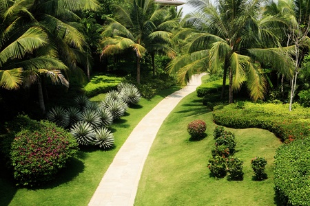 Green Leaf of Tropical Plant のeditorial素材