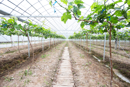 interior of modern green house with green plantのeditorial素材