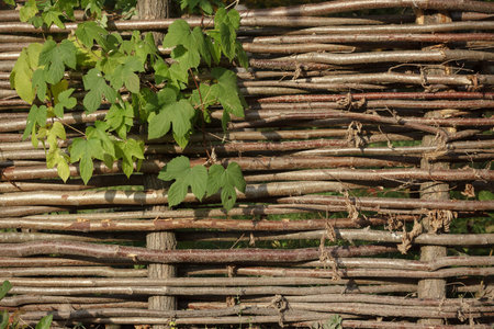 Village wattle fence background with leafの写真素材