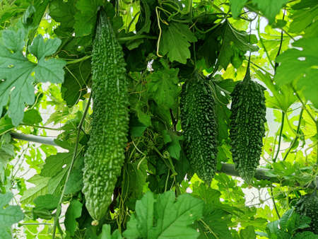The "black bitter gourd" that is fruiting and can be eaten rawの写真素材