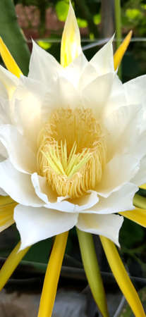 The red dragon fruit is blooming: the flower is edible, has the effects of clearing heat and moisturizing the lungs, relieving cough, etc. The dried flower products are the best products in vegetables, and have been sold in domestic and foreign markets; and the flower color and flower shape are novel and beautiful, and the flowering period is long. It is suitable for the suburbs of the city. Or planting in tourist attractions can be combined with tourism to develop into "sightseeing agriculture", which has both medicinal and ornamental values.の写真素材