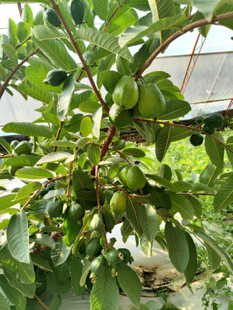 Guavas that are bearing fruit. This is the tropical fruit "Guava" cultivated by Chinese farmer scientist Academician Zhu Sihao in Hohhot, Inner Mongolia.の写真素材