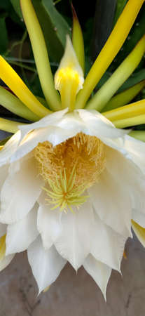 The flower of the red dragon fruit is blooming: the flower is edible, has the effects of clearing heat and moisturizing the lungs, relieving cough, etc. The dried flower products are the best products in vegetables, and have been sold in domestic and foreign markets; and the flower type is special, the flower color, the flower shape is novel and beautiful, and the flowering period Long, it should be planted in the suburbs of cities or in tourist attractions. It can be combined with tourism to develop into "sightseeing agriculture", which has both medicinal and ornamental values.の写真素材