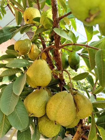 The fruitful guava. This is the tropical fruit "Guava" cultivated by Academician Zhu Sihao, a Chinese "farmer scientist" in Hohhot, Inner Mongolia. Fruits throughout the year, good taste, high yield and disease resistance.の写真素材