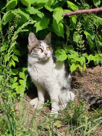 Cute and energetic kittenの写真素材