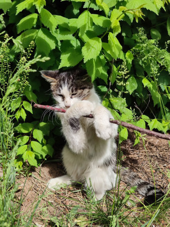 Cute and energetic kittenの写真素材