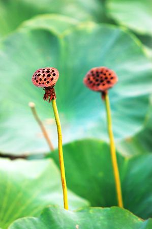 Lotus の写真素材