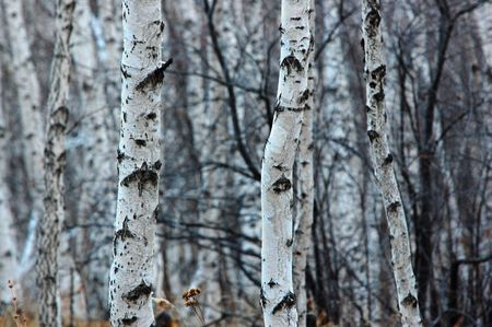 Chinese birchの写真素材